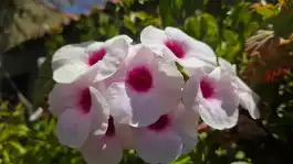 Bower Flower